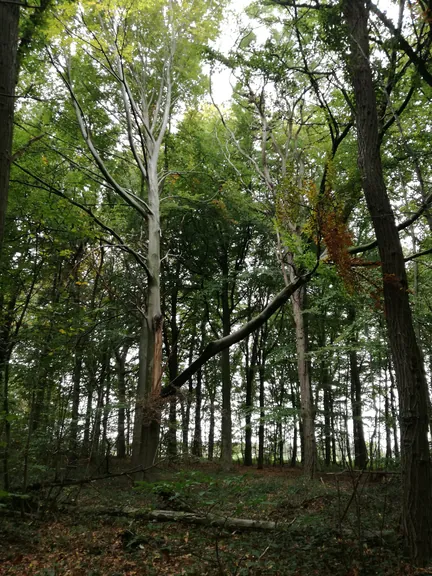 Galgebossen (Poperinge, Elverdinge, Vlamertinge) (Belgie)